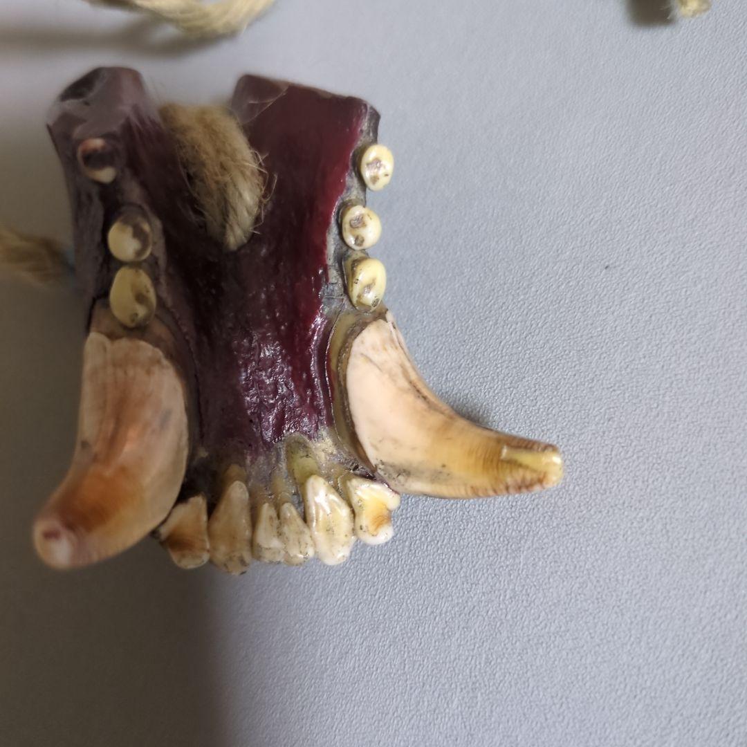 アイヌ根付　羆下顎　北海道