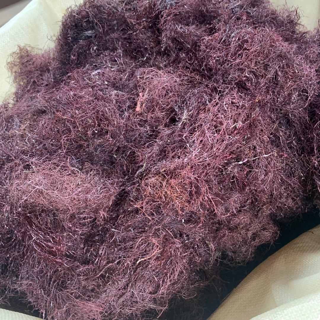 三重県産 乾燥 天草 3キロ