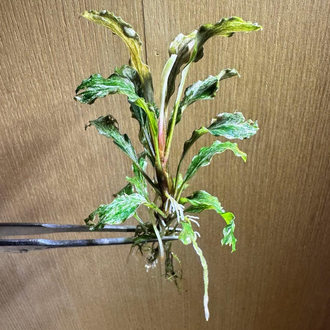 【水中葉】ブセファランドラsp.グリーンウェービー斑入り 完成株