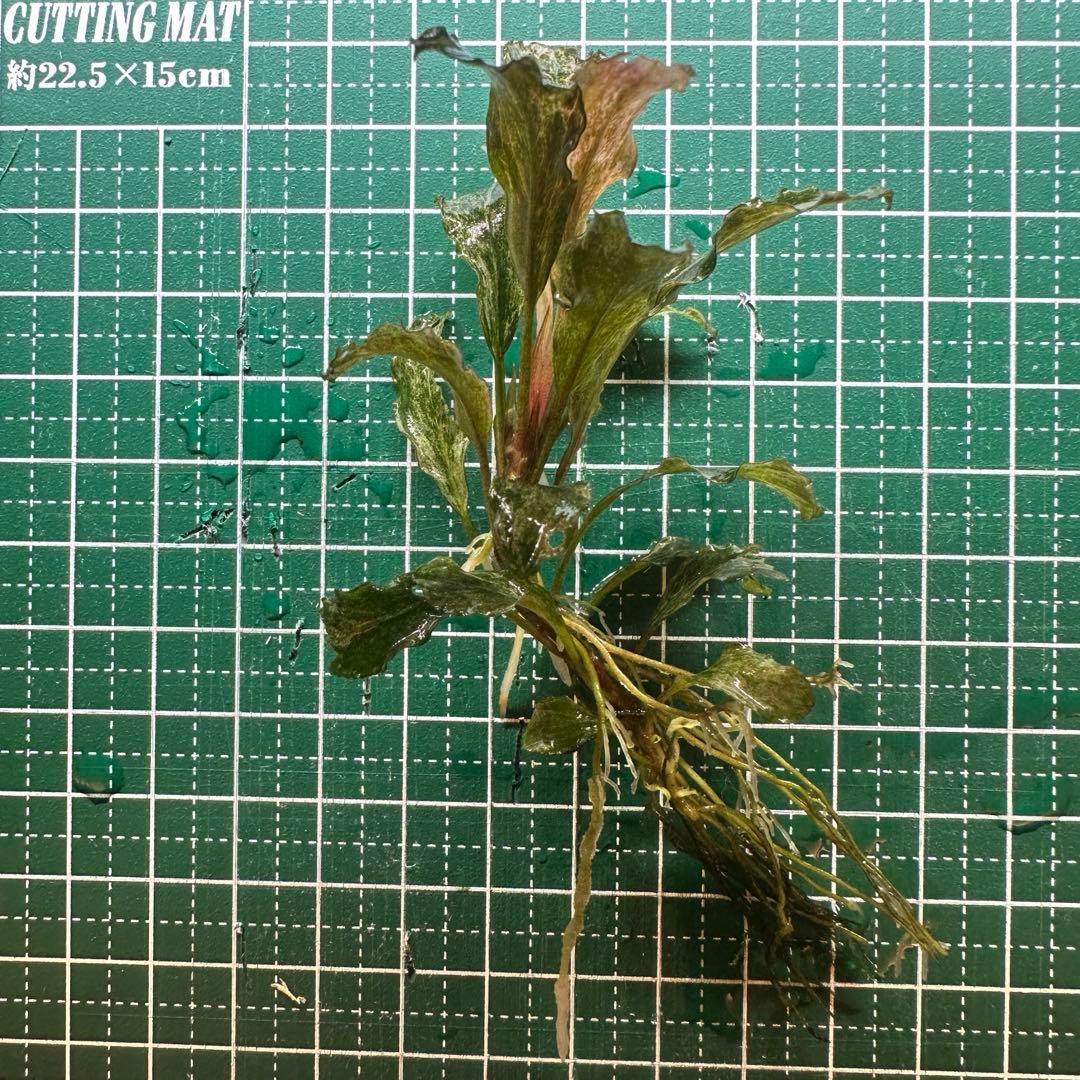 【水中葉】ブセファランドラsp.グリーンウェービー斑入り 完成株