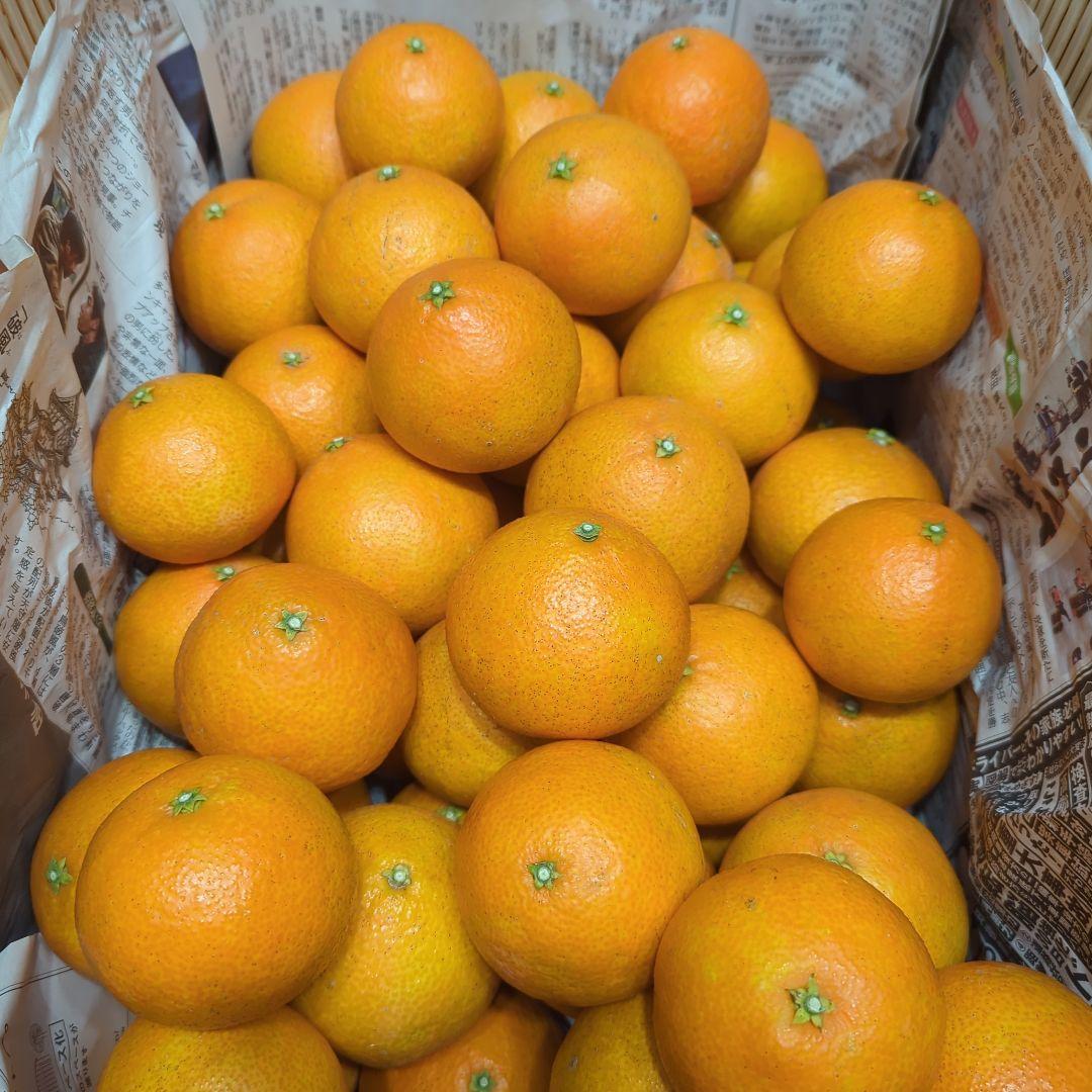 250愛果 まどんな 家庭用 10kg