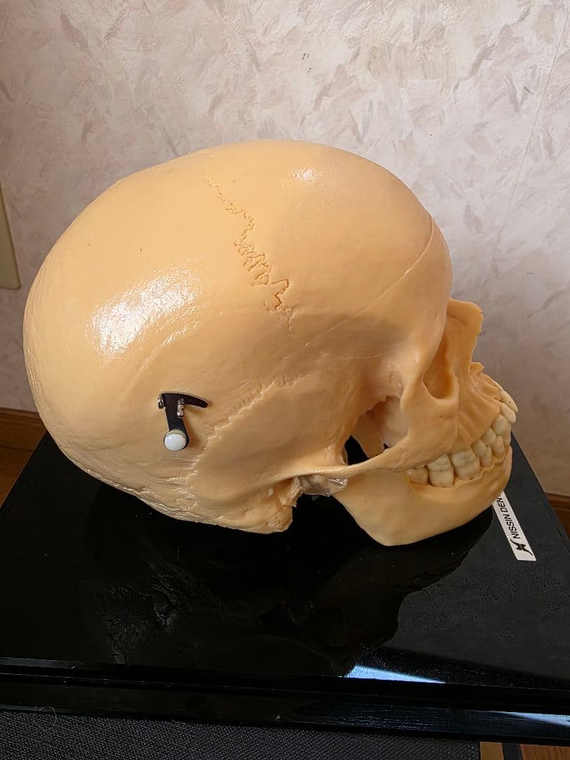 NISSIN DENTAL 頭 歯 模型 アンティーク ガイコツ