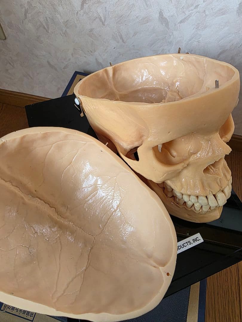 NISSIN DENTAL 頭 歯 模型 アンティーク ガイコツ