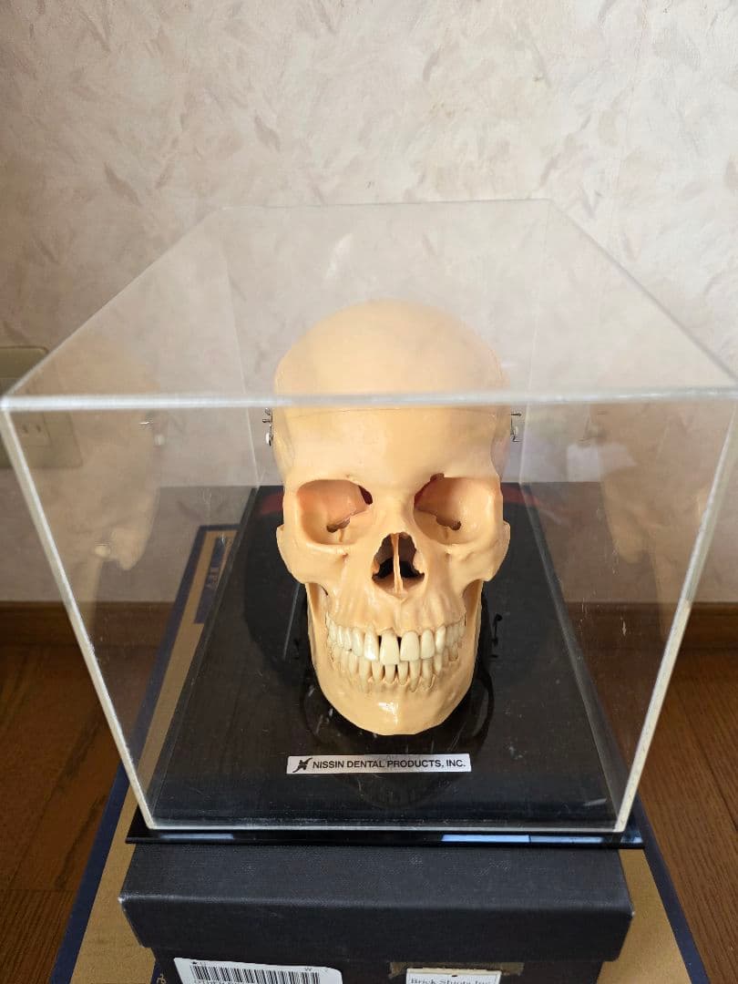 NISSIN DENTAL 頭 歯 模型 アンティーク ガイコツ