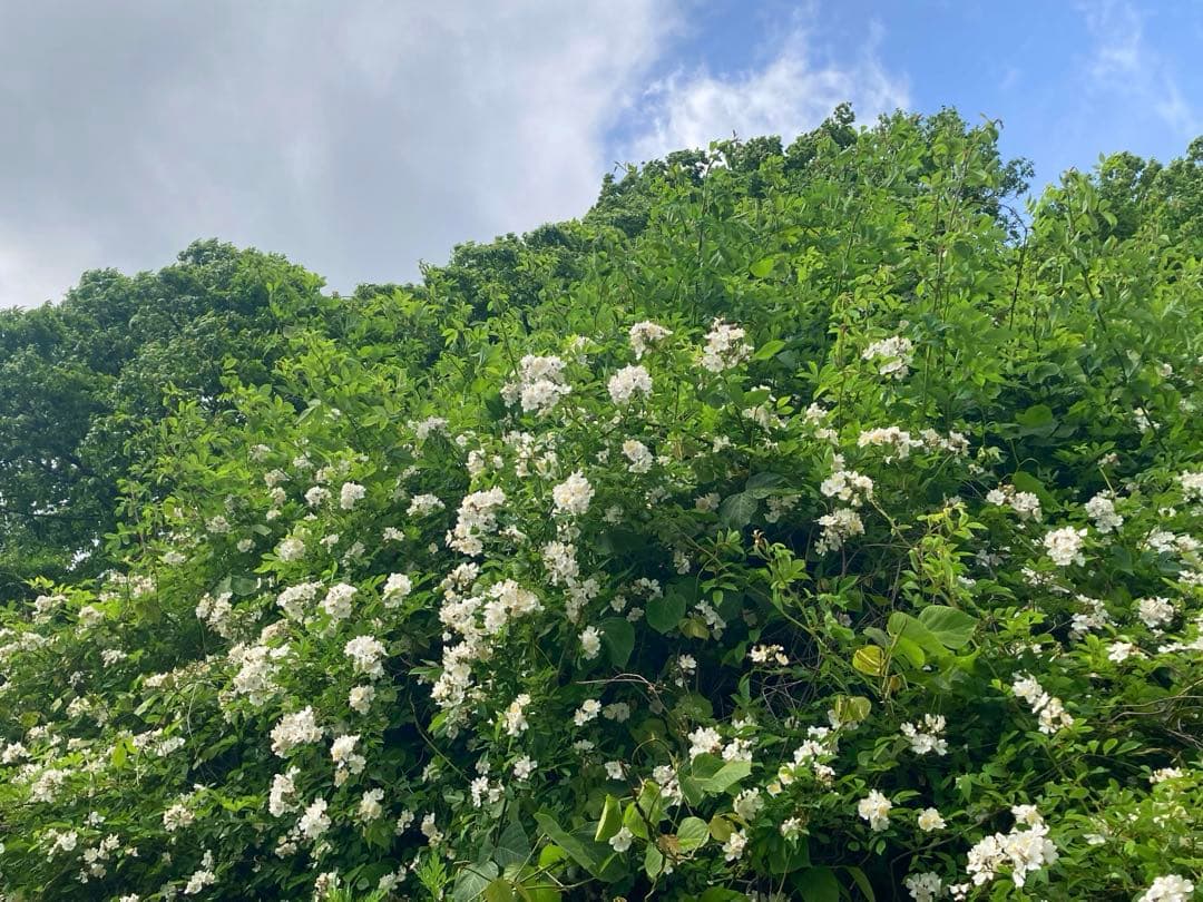 Yshop 　ニホンミツバチ　日本蜜蜂　生ハチミツ　蜂蜜　1120g