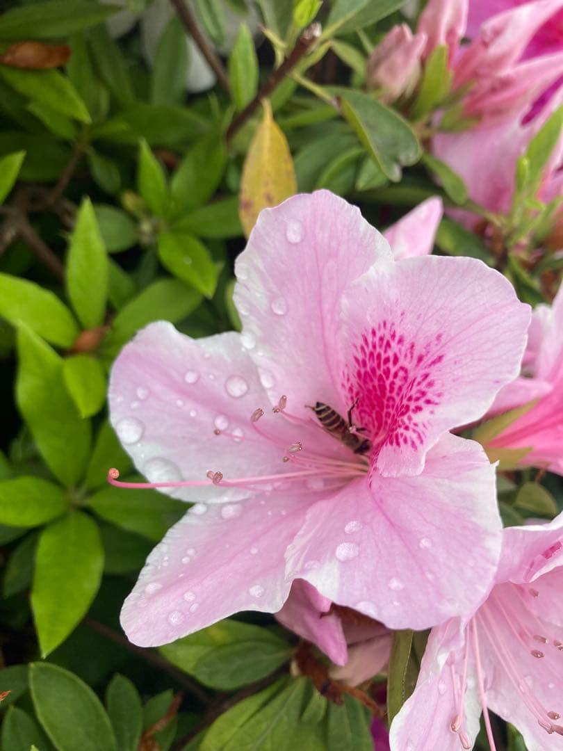 Yshop 　ニホンミツバチ　日本蜜蜂　生ハチミツ　蜂蜜　1120g