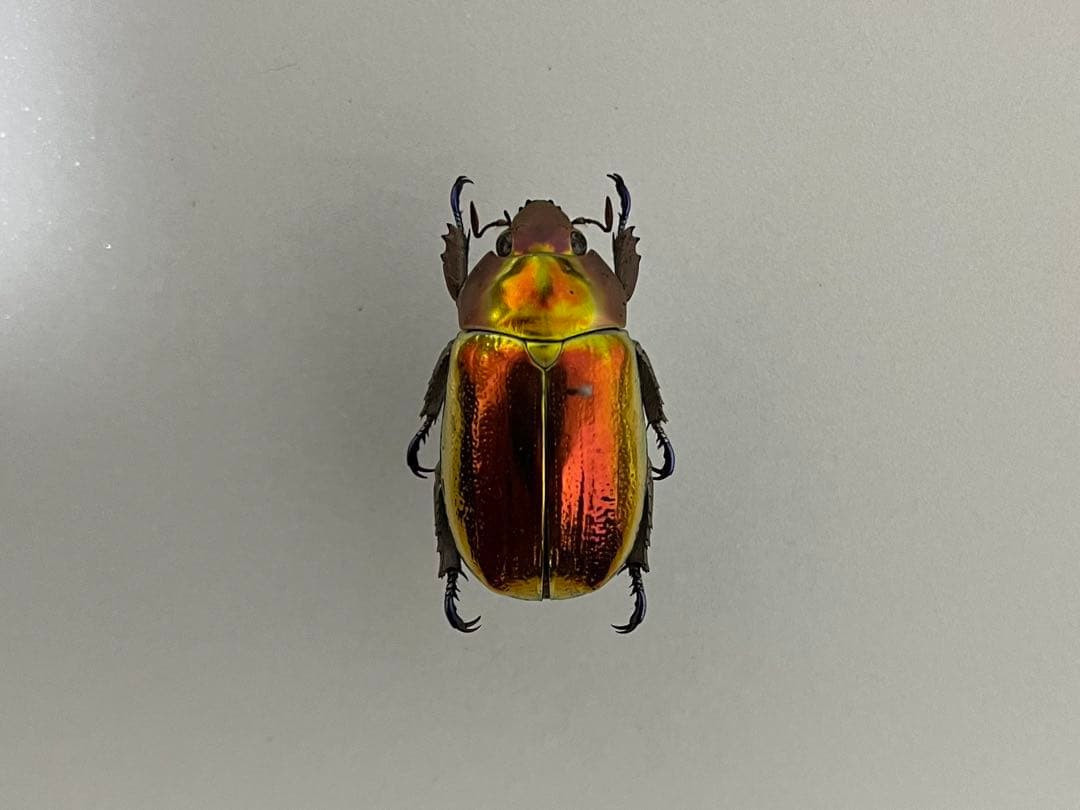 【超激レア個体！】 Chrysina aurigans 標本 プラチナコガネ