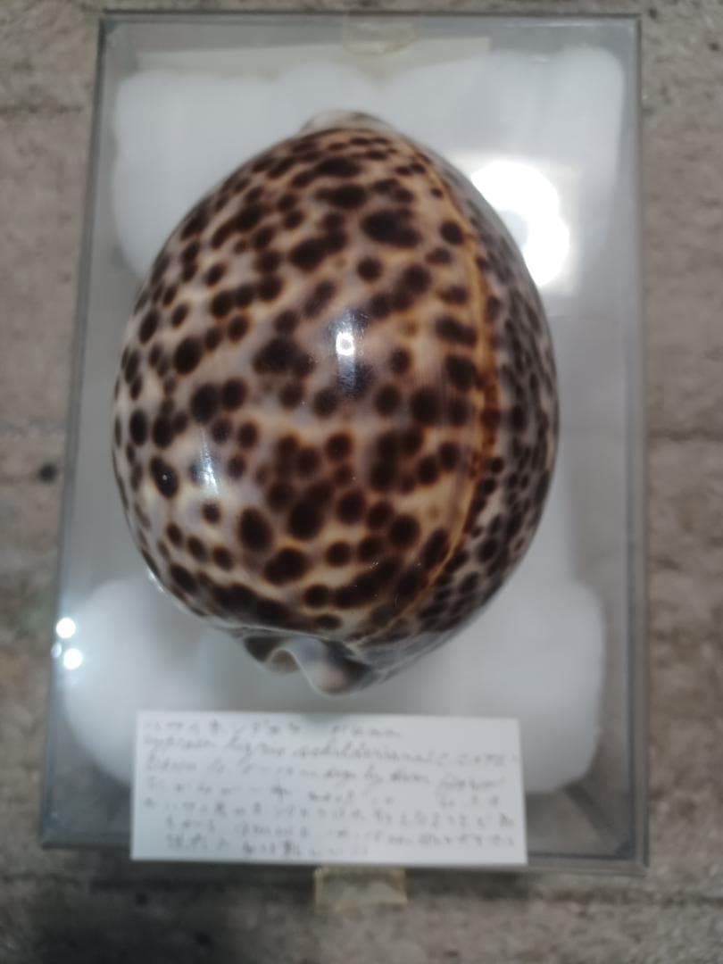 へっぽこ、ハワイホシダカラ