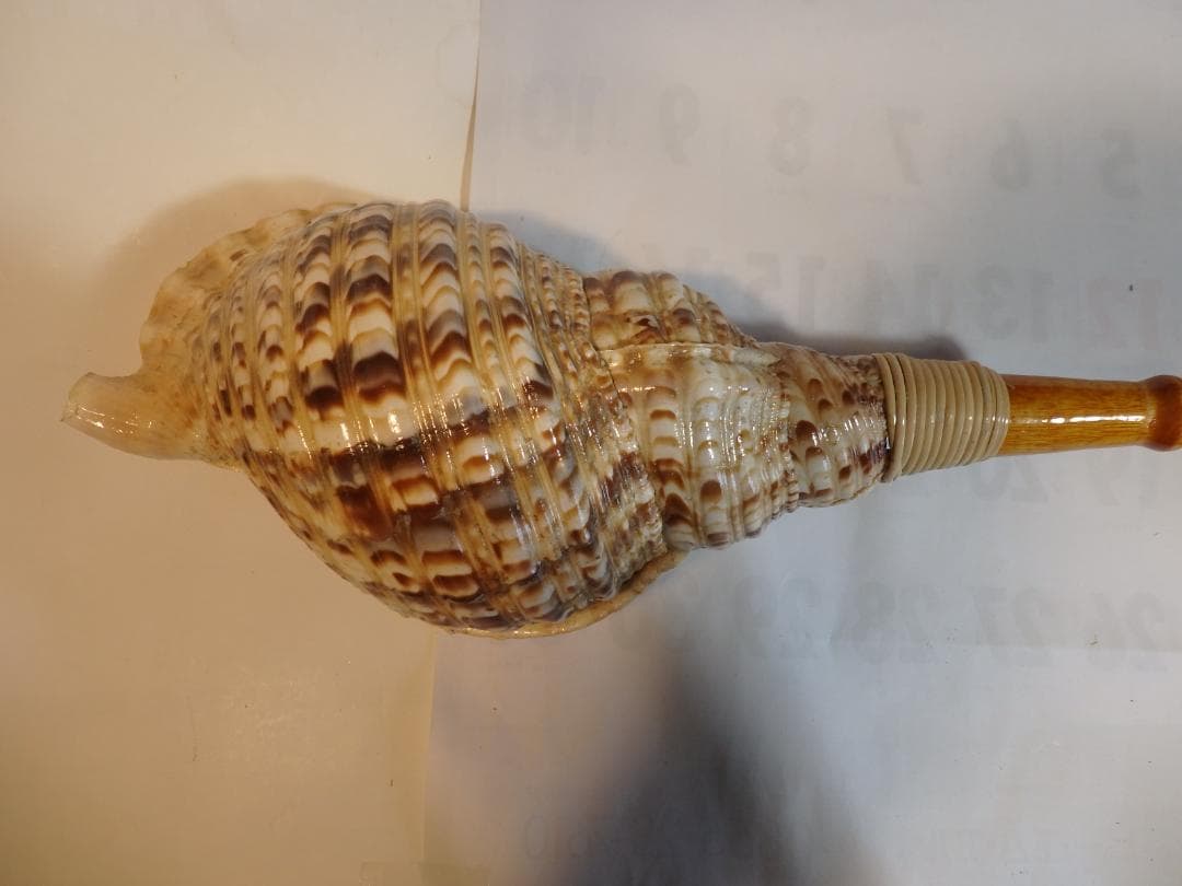 法螺貝 約40㎝ 木製歌口,新品 MH-471