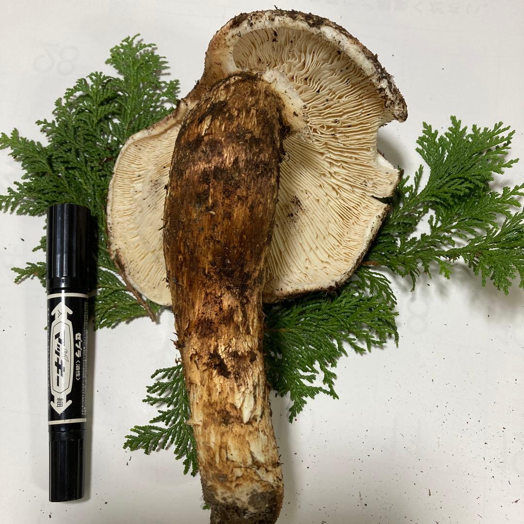 岩手県産　松茸　大開き(360g)K-oneS uzuki