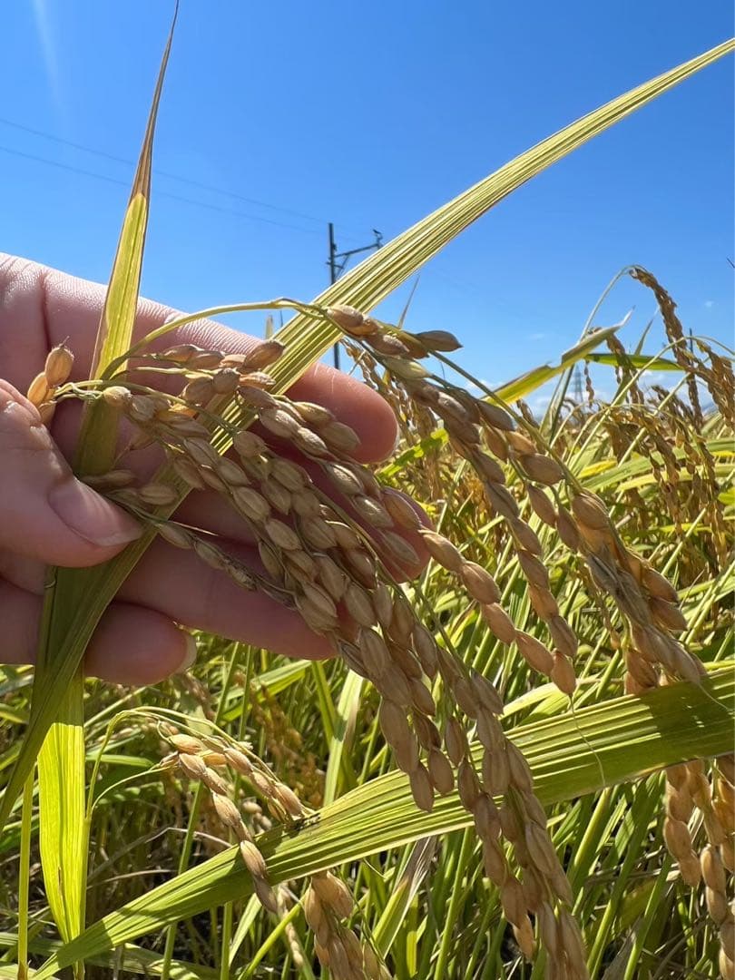 令和7年三重県産コシヒカリ　米　玄米20kg