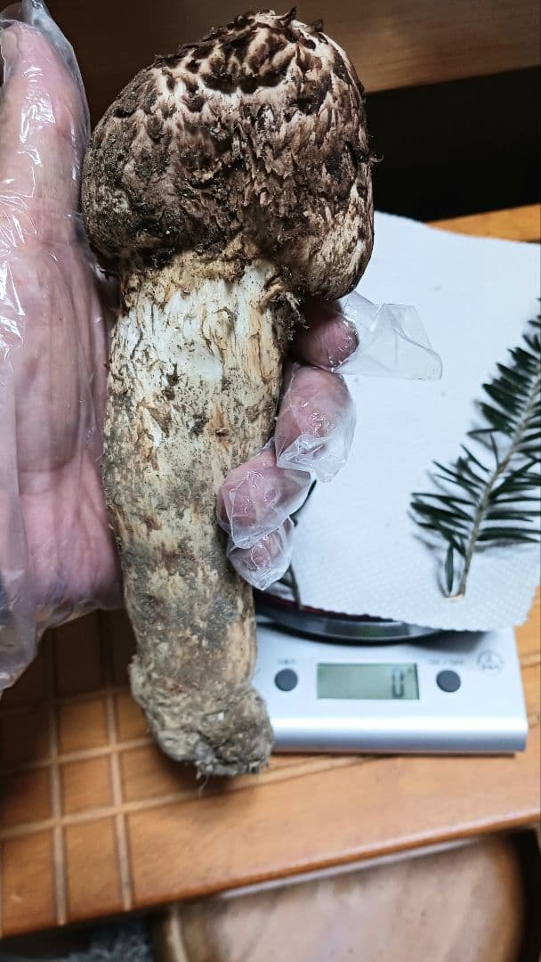 山梨産　栂松茸　極太180㌘　サービス付き