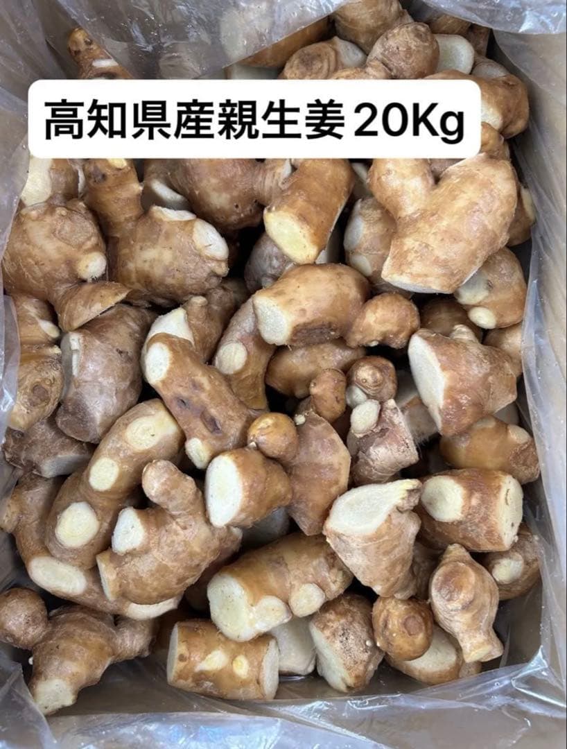高知県産親生姜20Kg