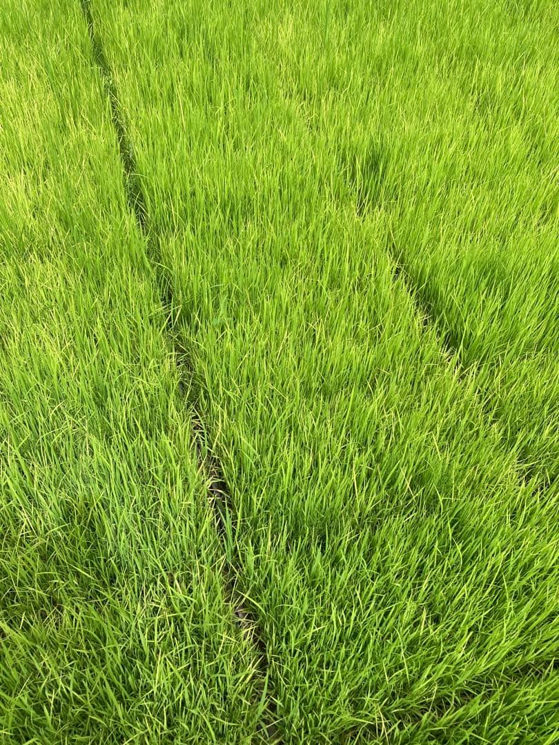 ❁⃘*.゜ニャンゴローさま専用❁⃘*.゜ 追加ご購入分