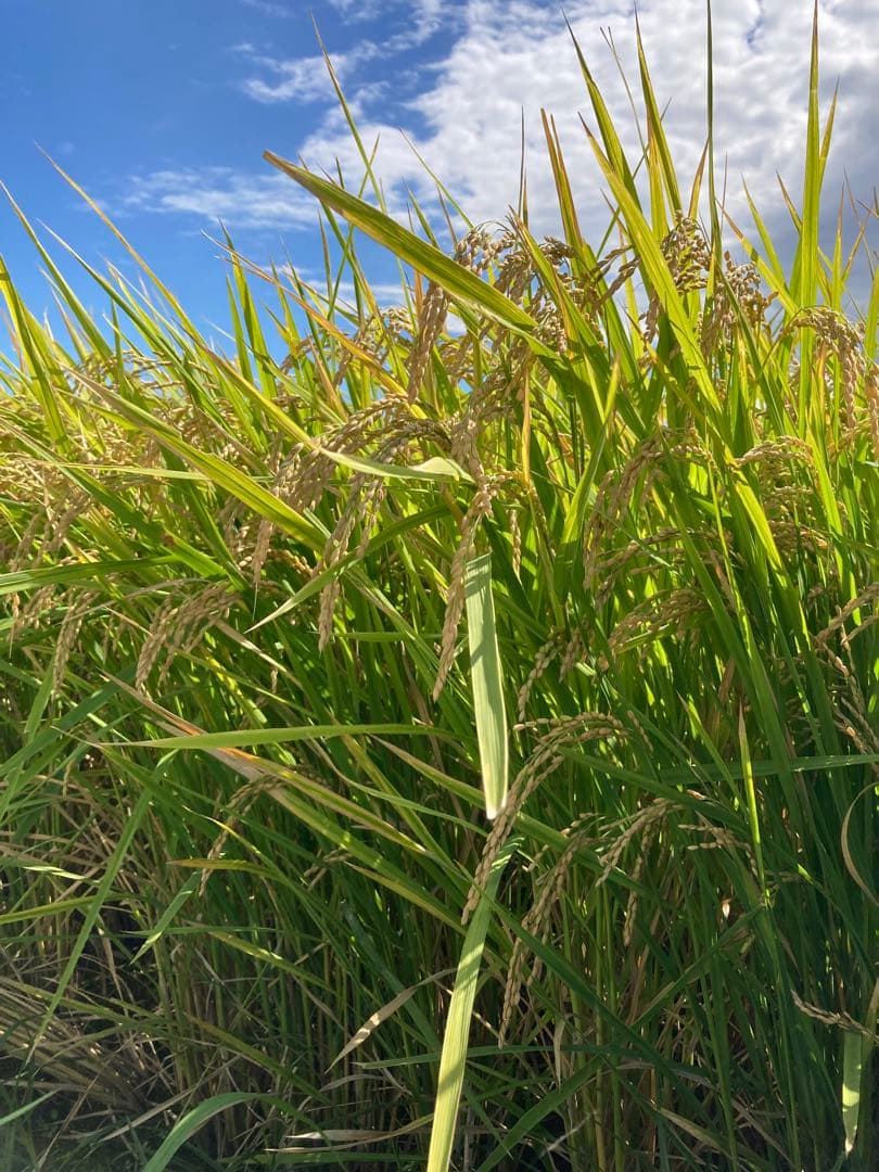 ❁⃘*.゜ニャンゴローさま専用❁⃘*.゜ 追加ご購入分