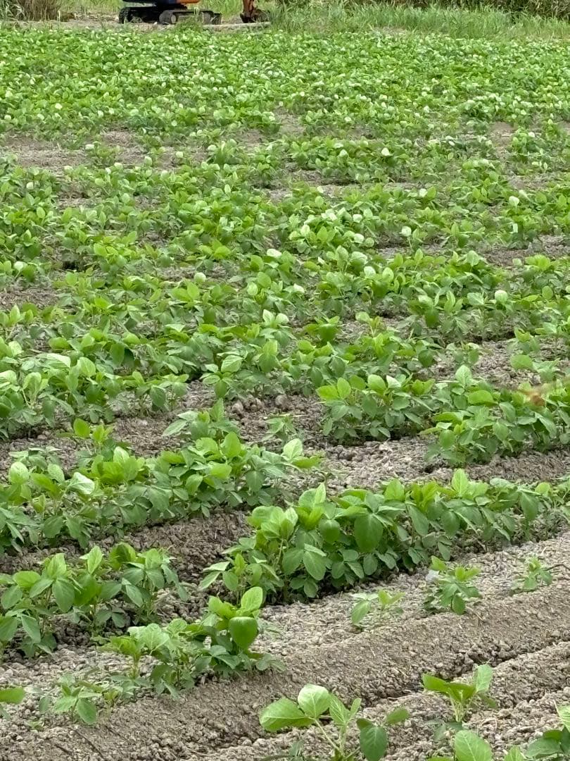 ❁⃘*.゜ニャンゴローさま専用❁⃘*.゜ 追加ご購入分