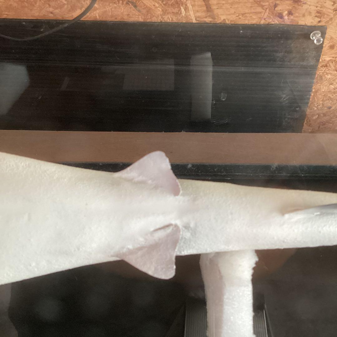 剥製魚 ブラックチップシャーク ツマグロ 50cm