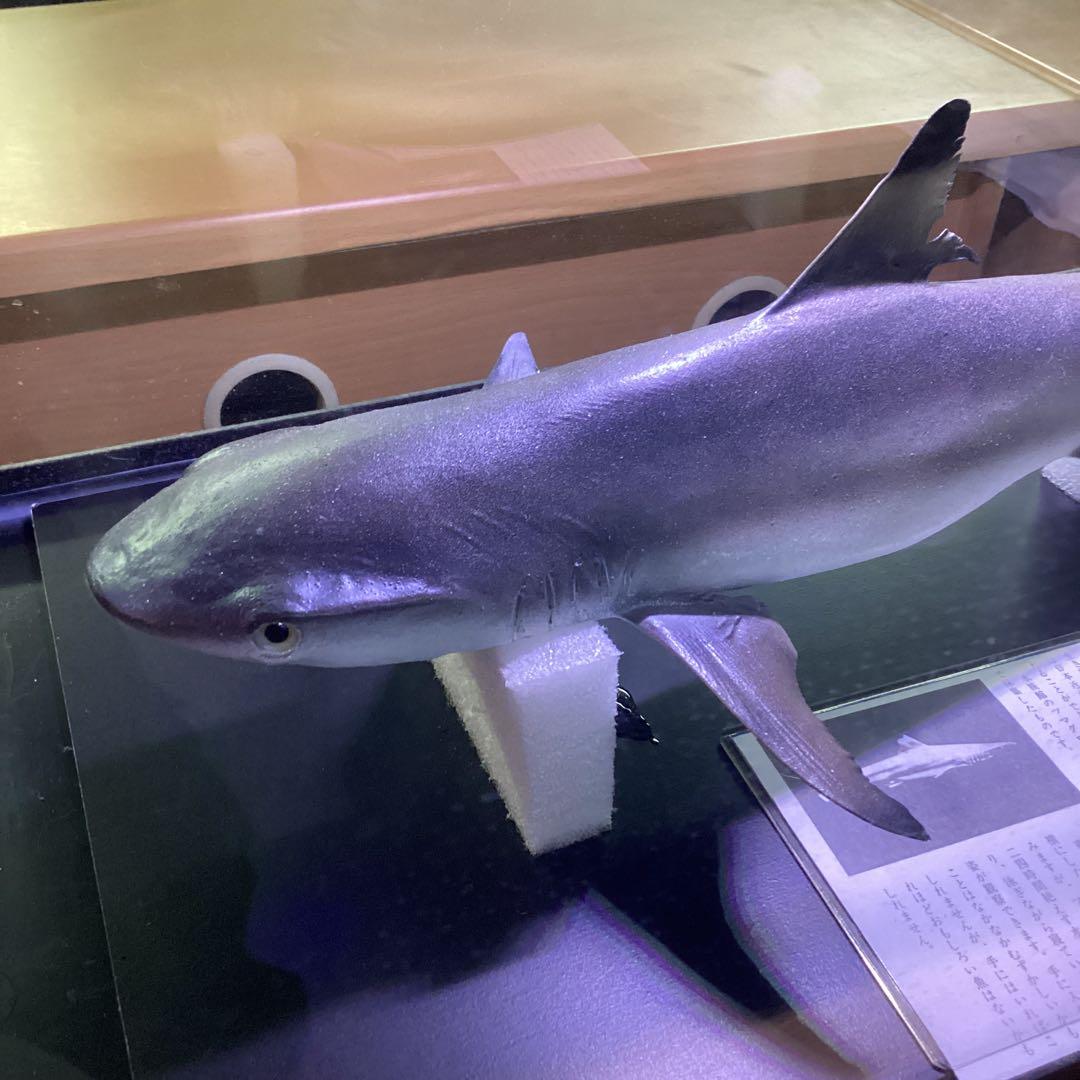 剥製魚 ブラックチップシャーク ツマグロ 50cm