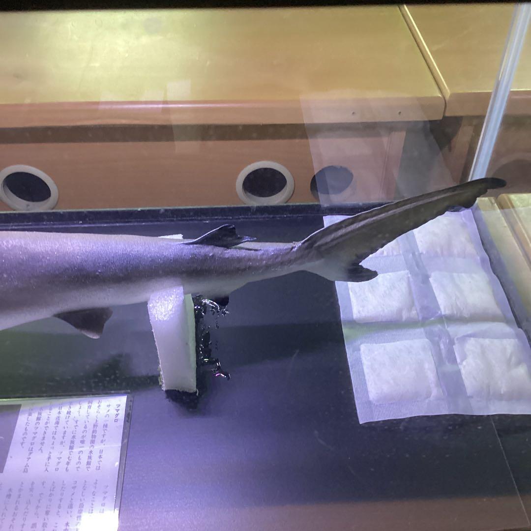 剥製魚 ブラックチップシャーク ツマグロ 50cm