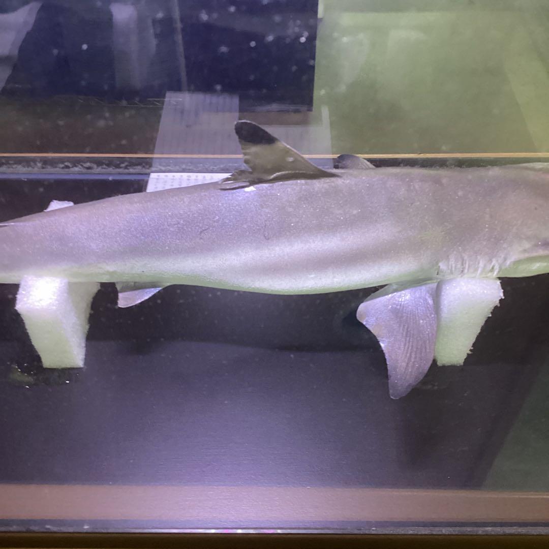 剥製魚 ブラックチップシャーク ツマグロ 50cm