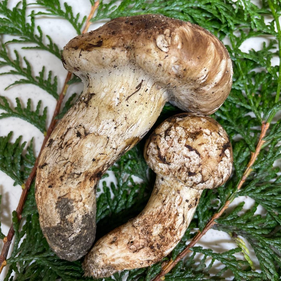 広島県産　松茸　大きい方虫食い