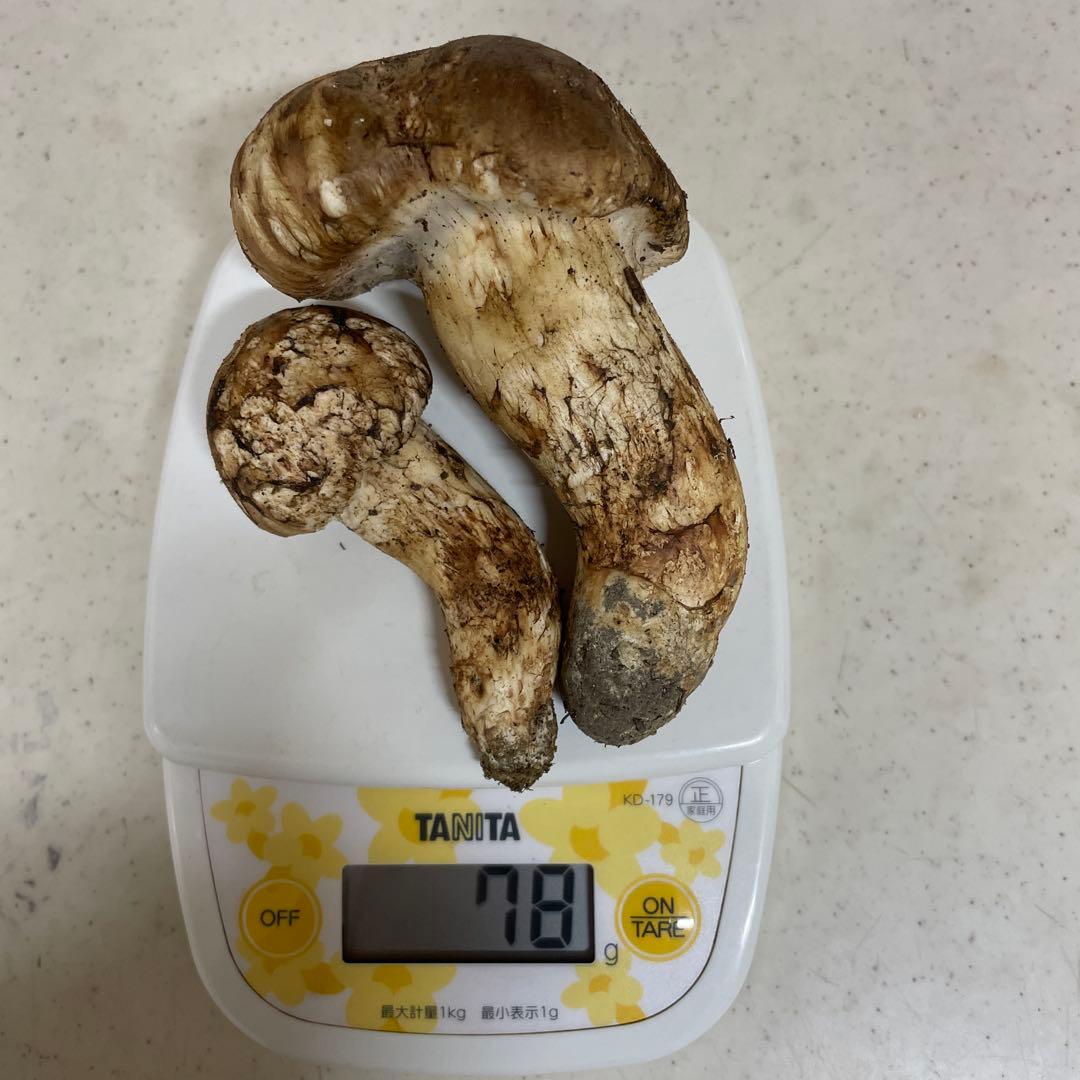 広島県産　松茸　大きい方虫食い