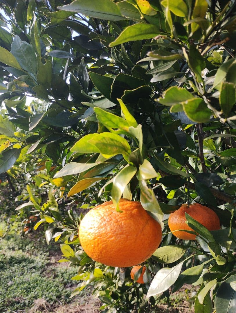 甘平　5kg箱　#3