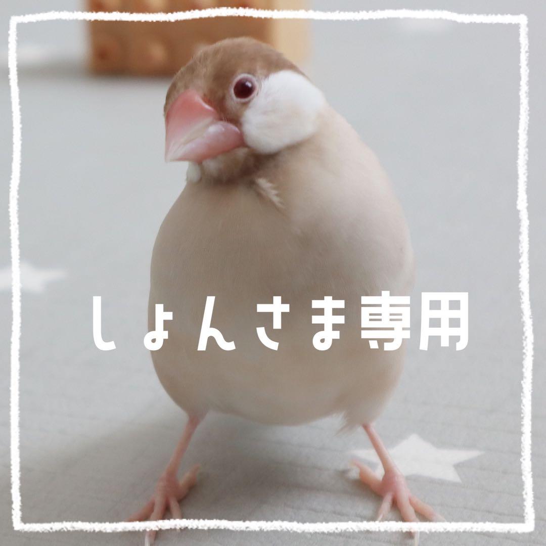 【しょん】ことりのお食事処