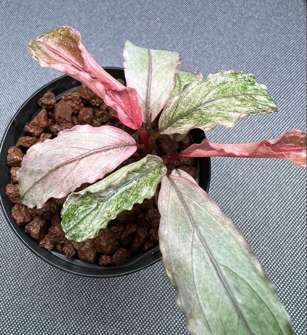 ブセファランドラ sp. ピンクバリエガータ 2芽