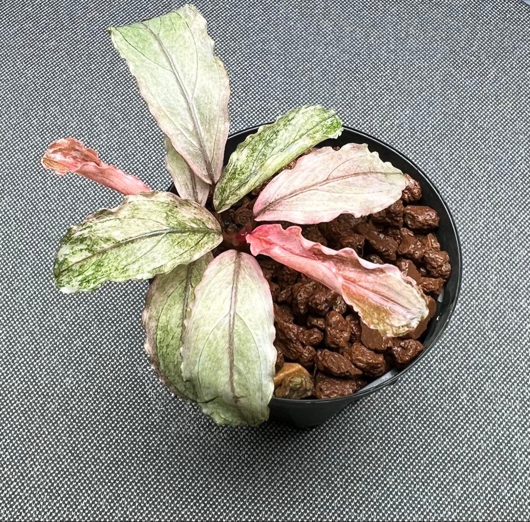 ブセファランドラ sp. ピンクバリエガータ 2芽