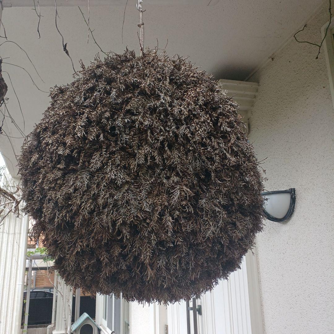 特大70㎝　目立つ　杉玉(酒林)