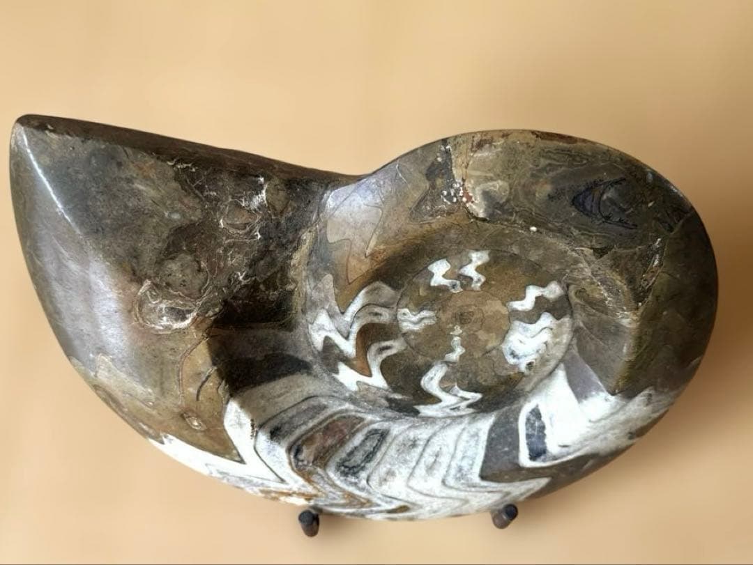 ゴニオクリメニアの化石 アンモナイト モロッコ産 化石 デボン紀 大きめサイズ