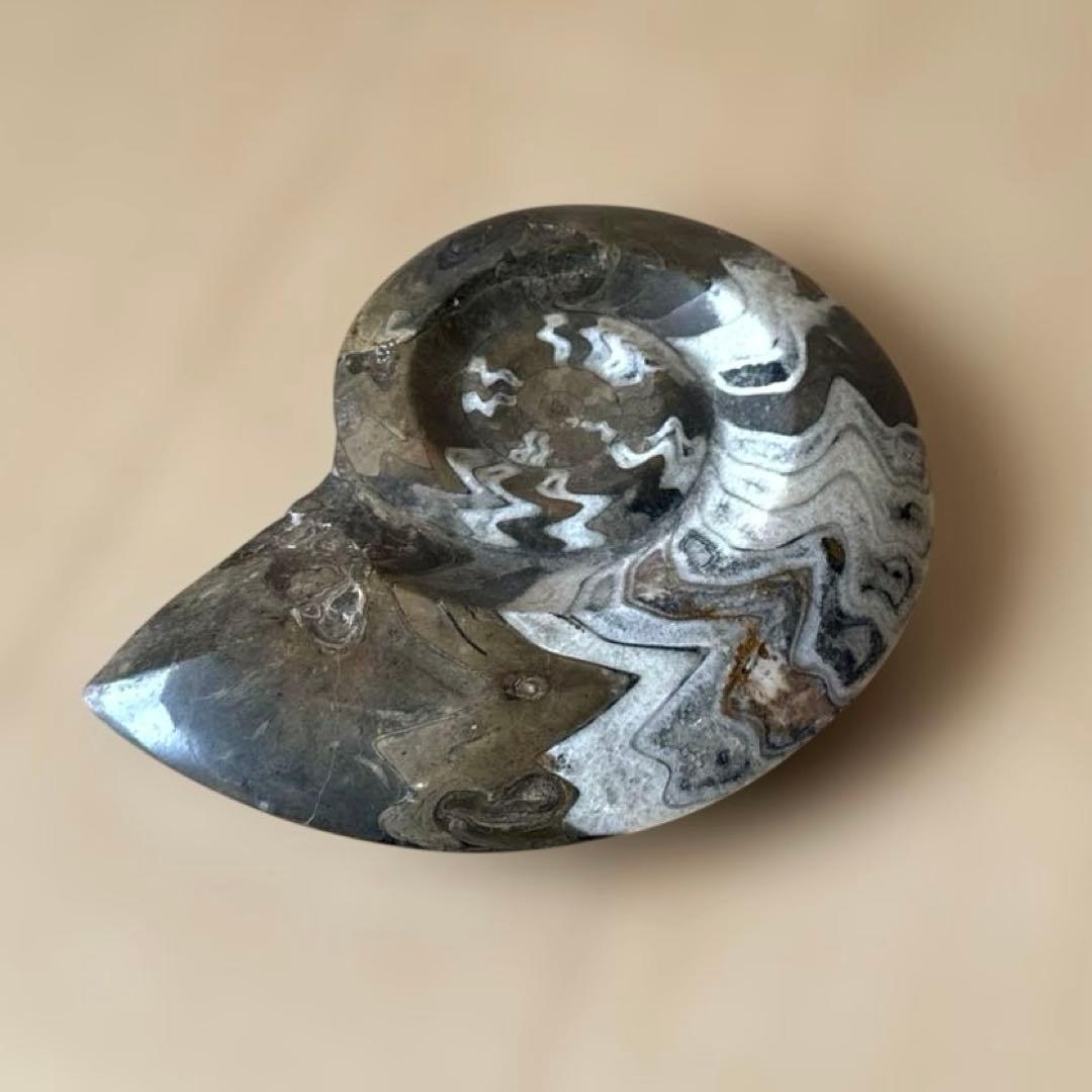 ゴニオクリメニアの化石 アンモナイト モロッコ産 化石 デボン紀 大きめサイズ