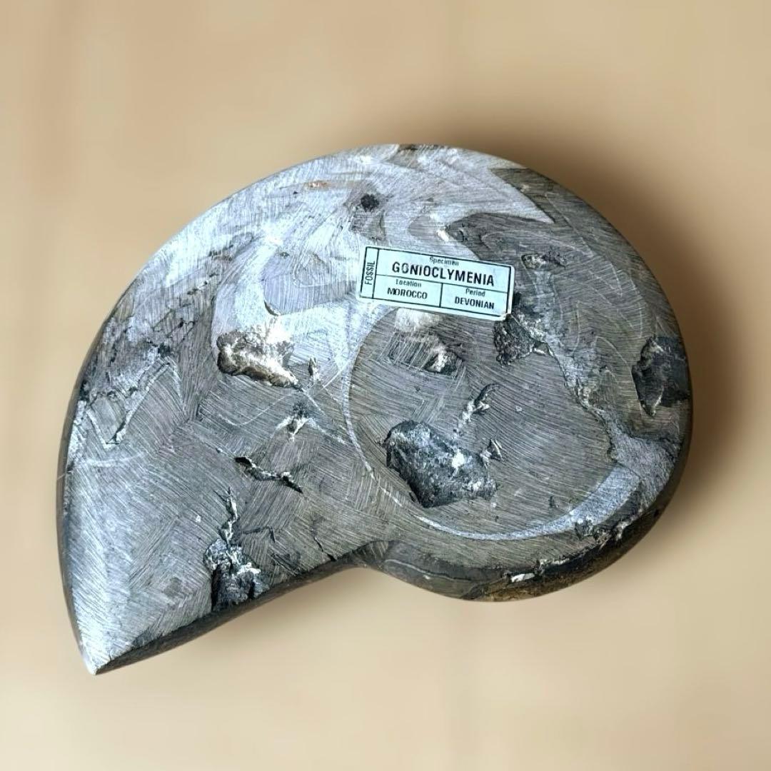ゴニオクリメニアの化石 アンモナイト モロッコ産 化石 デボン紀 大きめサイズ