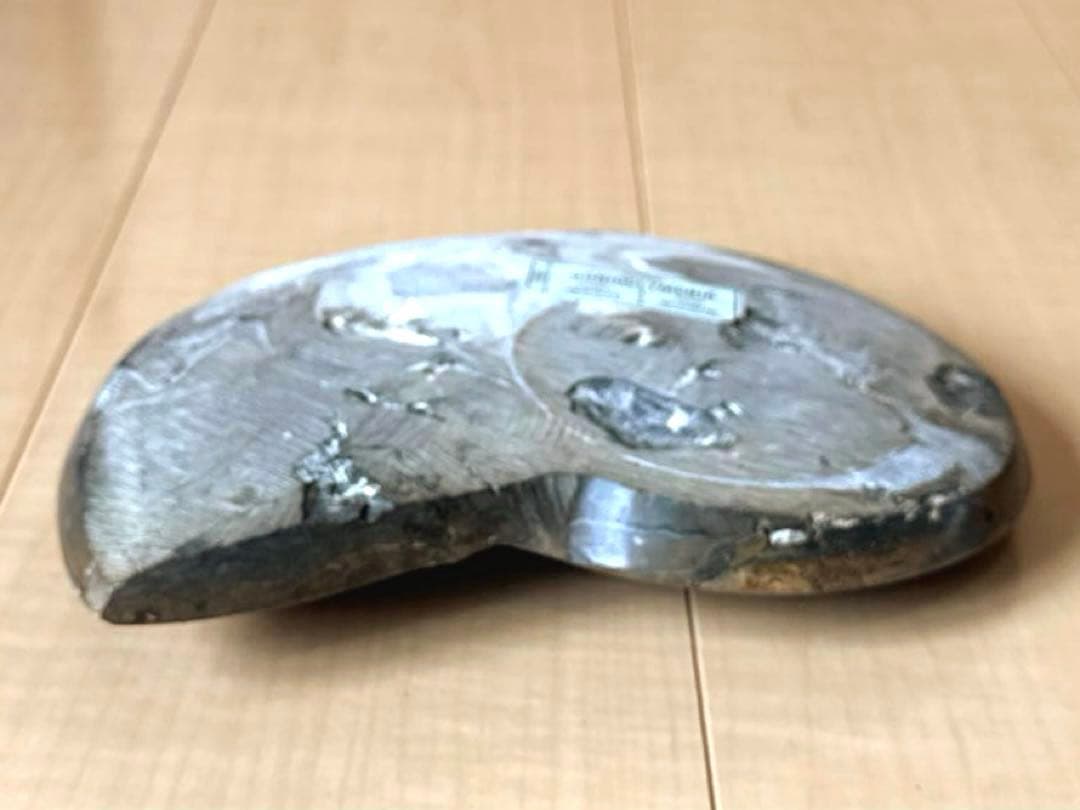 ゴニオクリメニアの化石 アンモナイト モロッコ産 化石 デボン紀 大きめサイズ