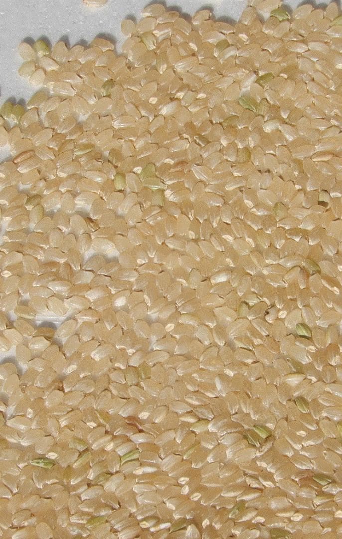 令和7年産 コシヒカリ 玄米25kg 愛媛県産 減農薬 農家直送 送料込み 02