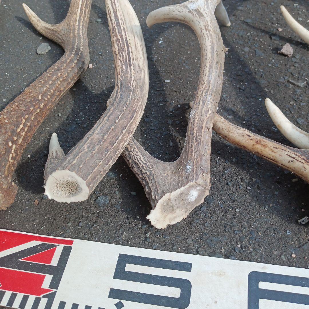 ク*ト様 天然鹿の角 犬用おもちゃ 工芸品などに　２番