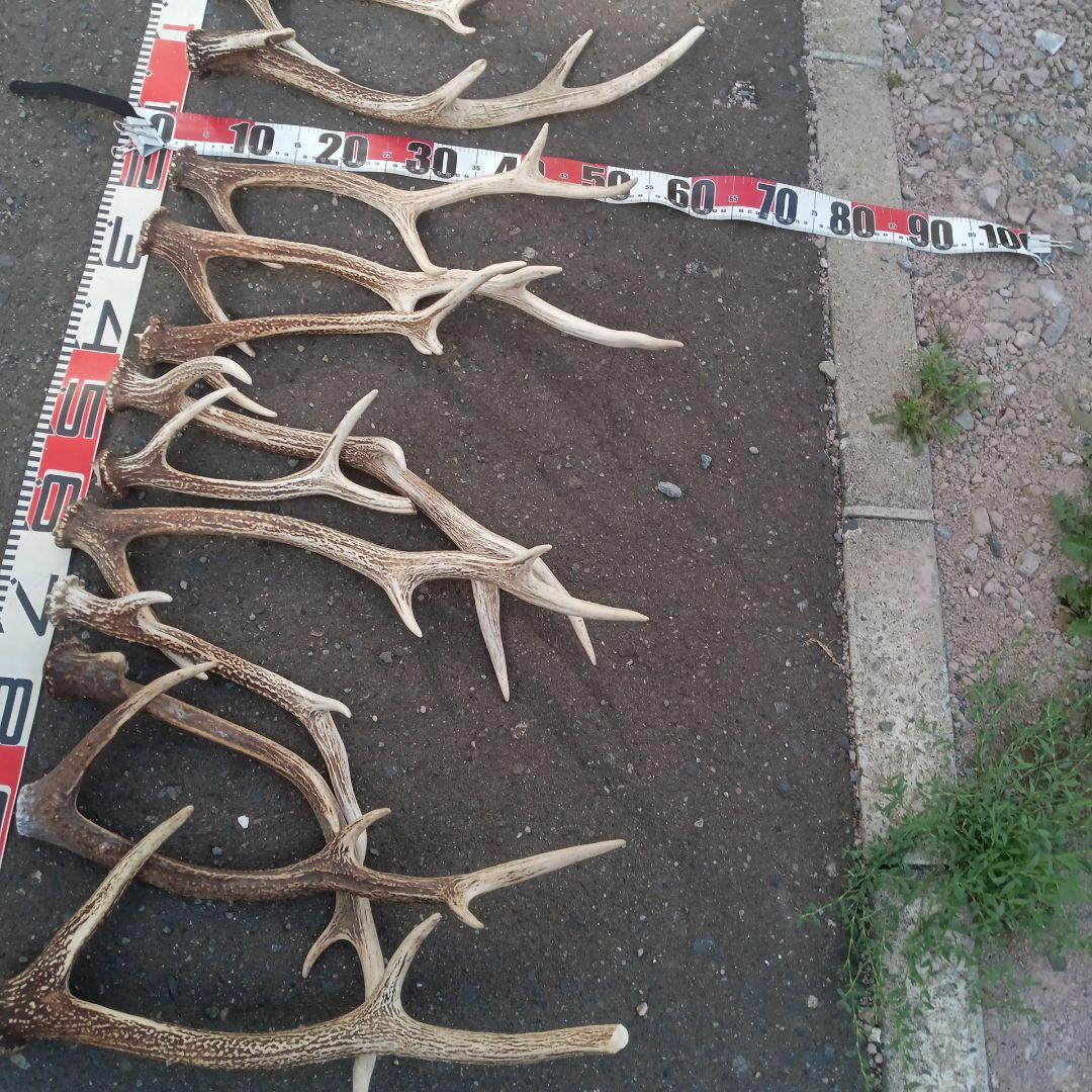 ク*ト様 天然鹿の角 犬用おもちゃ 工芸品などに　２番