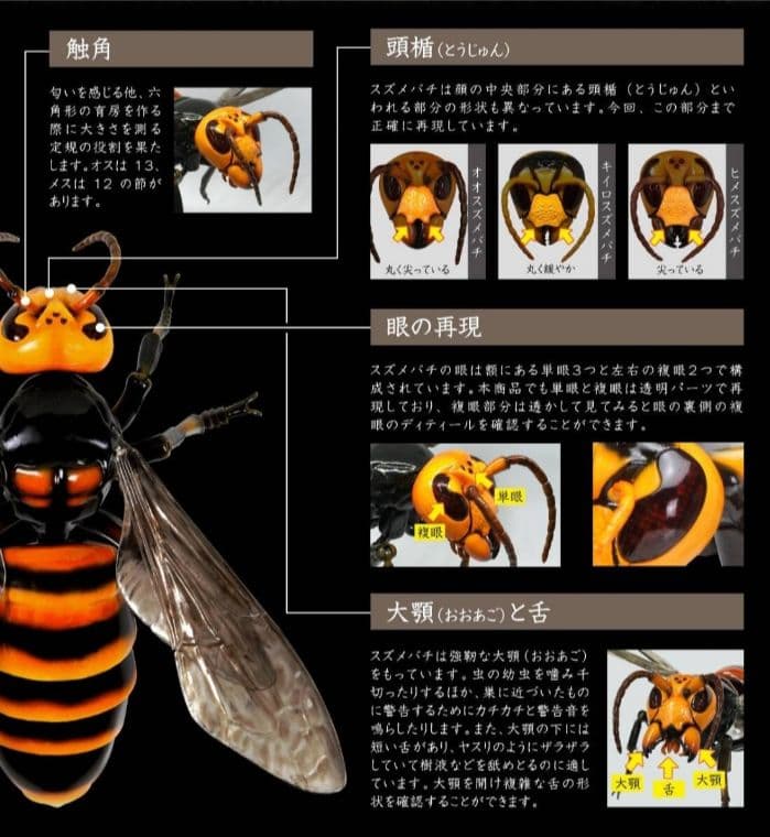 いきもの大図鑑 アドバンス スズメバチ　 全3種セット オオスズメバチ