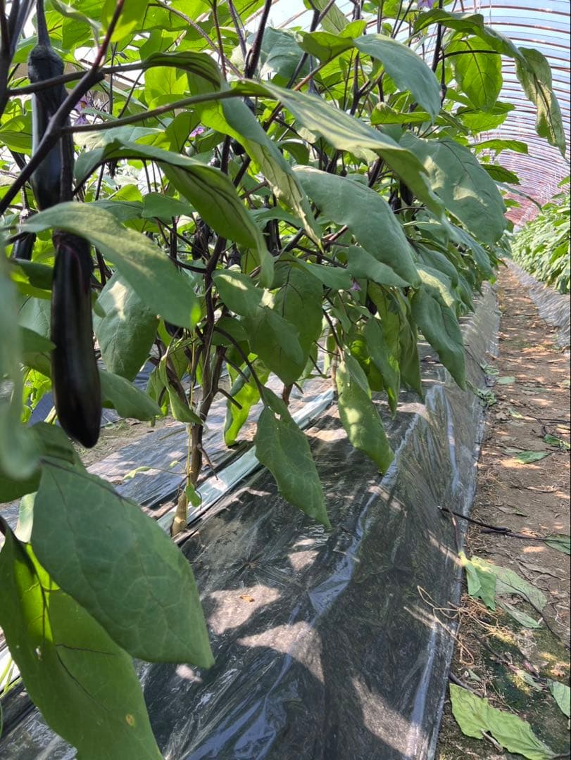 【ファーム】 熊本県産 訳ありなす 箱込み20kg