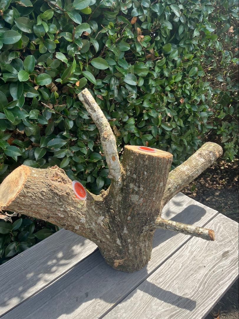 キングクルール様オーダー品　クヌギ　エサ皿