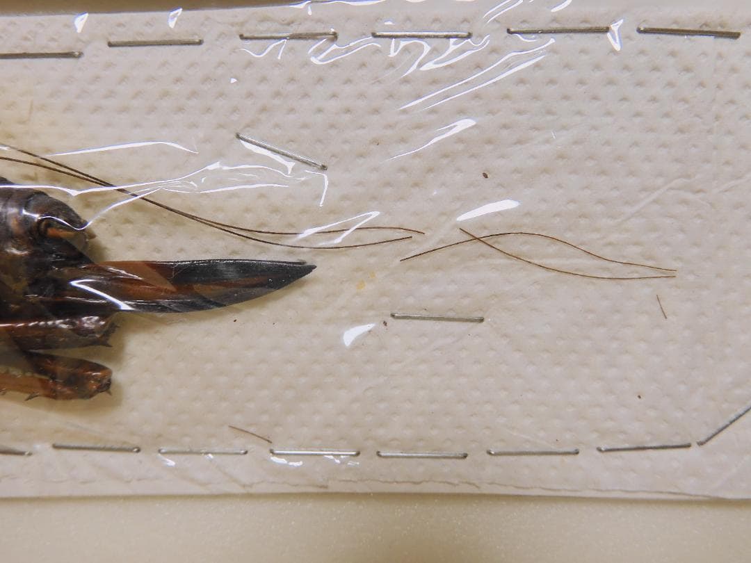 ペルー産　巨大コロギス　ペア　60-98mm