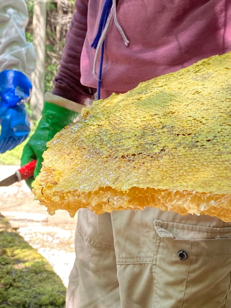 ハチミツ　日本蜜蜂の蜂蜜　巣箱の違うはちみつ　奥山の奥