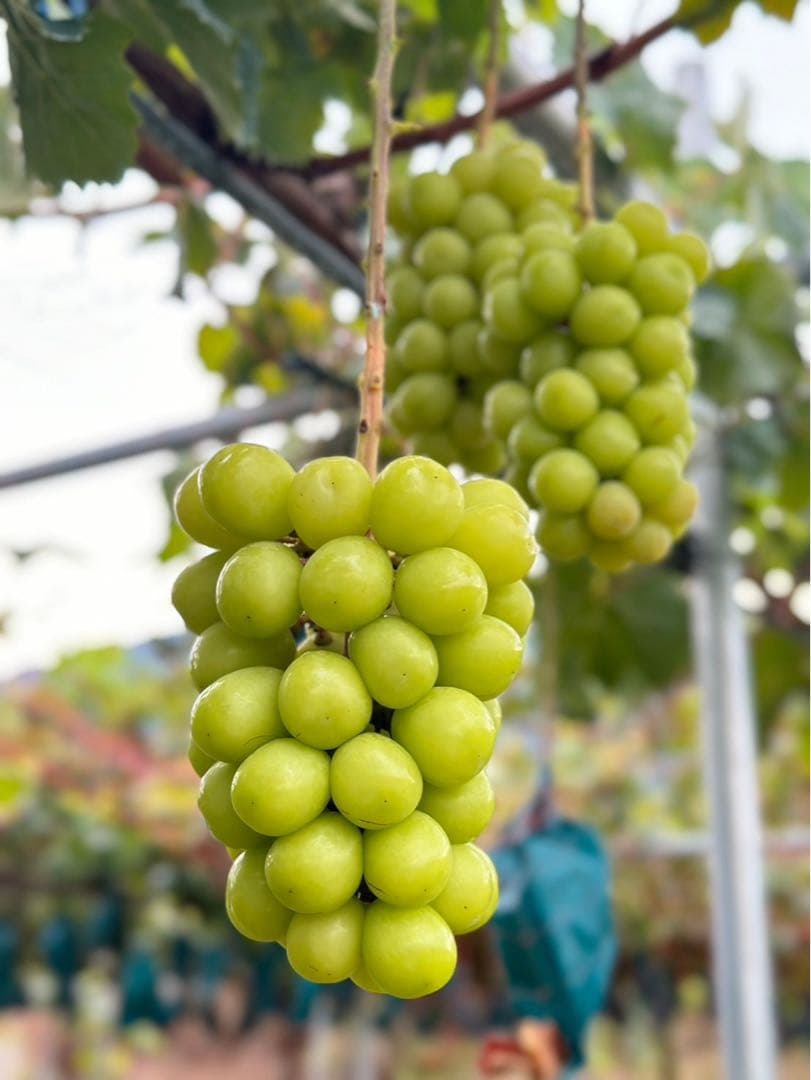 【秀品 シャインマスカット8房】山梨県産シャインマスカット 化粧箱送料込