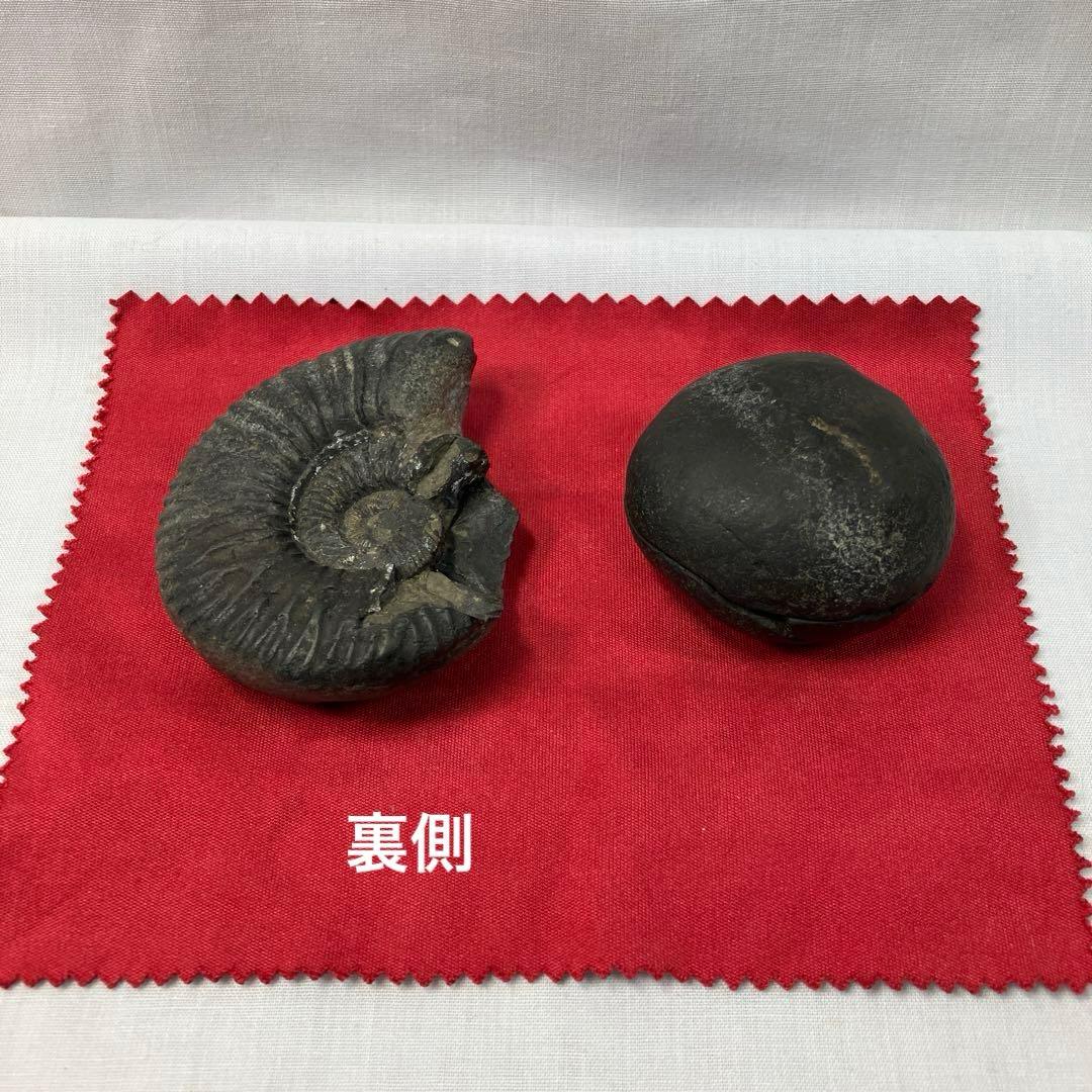 ネパール産のアンモナイト