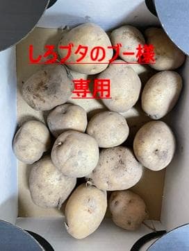 しろブタのブー