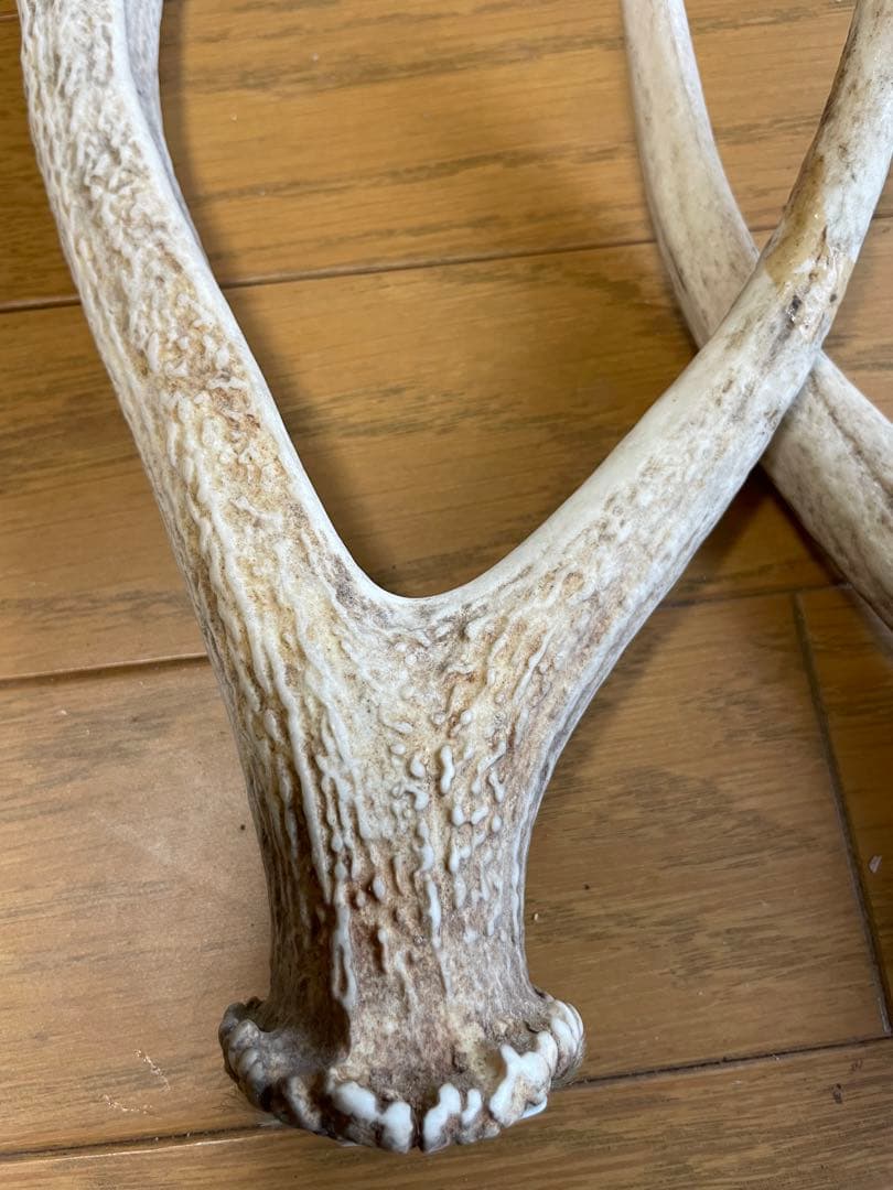 鹿　鹿の角　骨格標本　インテリア（C）