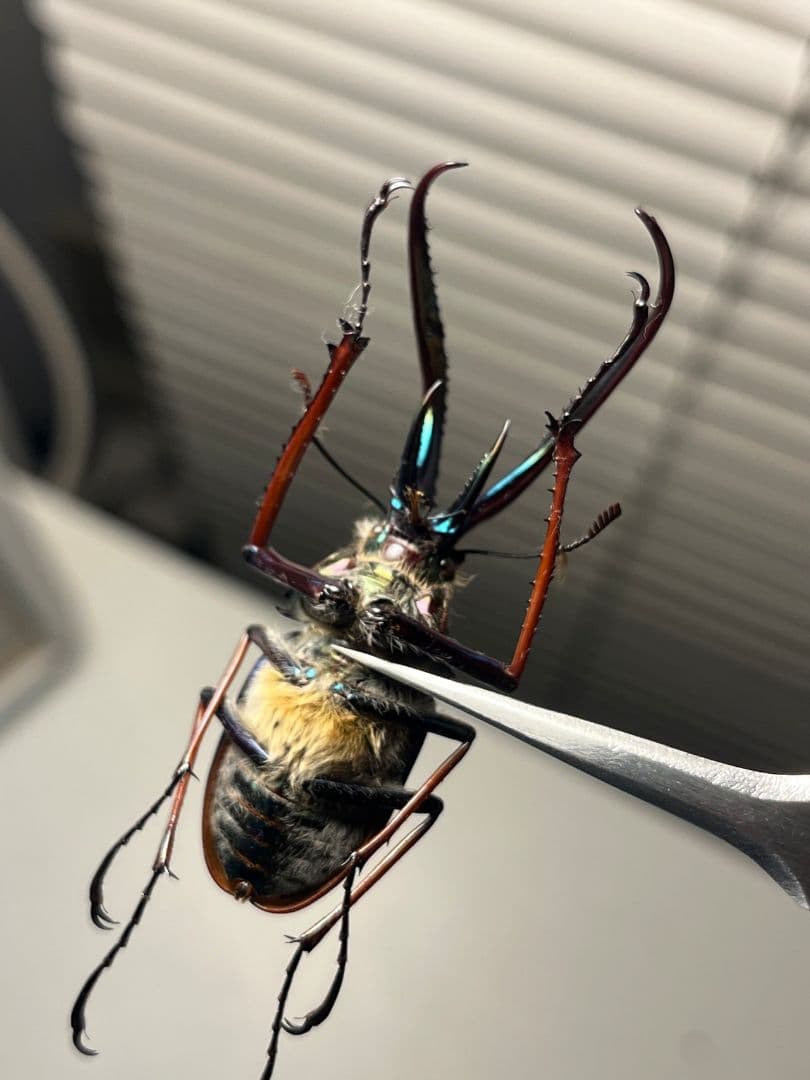 【PARATYPE】ホロメタリクスチリクワガタ 56mm シワバネクワガタ標本