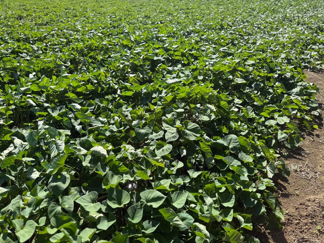 geomok.k　シルクスイート さつまいも 90kg 7セット