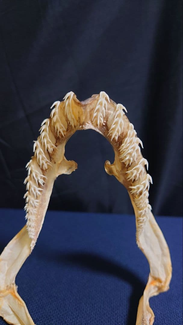 ラブカ（Chlamydoselachus anguineus）の顎骨標本